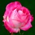 ROSE*