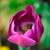 TULIPE