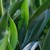 TULIPE