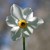 NARCISSE