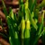 NARCISSE