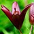 LYS