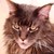 MAINE COON