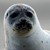 SEAL*