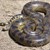 ANACONDA