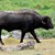 BÚFALO