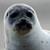 FOCA*