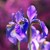 FLOR DE LIS