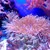 DE CORAIL