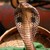 COBRA