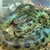 ANACONDA