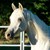 LICORNE