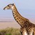 GIRAFE
