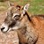 MOUFLON