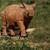 RHINO