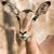 GAZELLE
