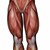 CUISSE