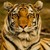 TIGRE
