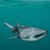 BALEINE