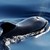 BALEINE