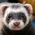 FURET