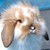 LAPIN
