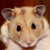 HAMSTER
