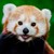 PANDA ROUX