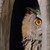 HIBOU