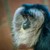 BARBA