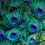 PAVO REAL