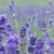LAVANDA