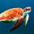 TORTUE
