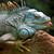 IGUANE