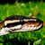 SERPENT