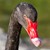CYGNE