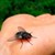 LA MOUCHE