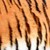 TIGRE