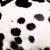 DALMATIEN