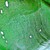 GRENOUILLE