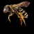 NECTAR