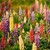 LUPIN