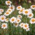 MARGUERITE