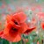 COQUELICOT