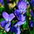 VIOLETTE