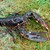 HOMARD
