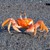 CRABE