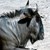WILDEBEEST