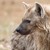 HYENA