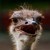 OSTRICH